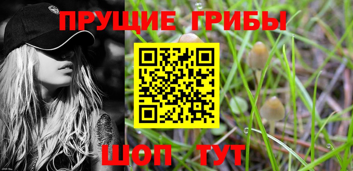 Галлюциногенные грибы Psilocybine cubensis  Вход с VPN  Черкесск 